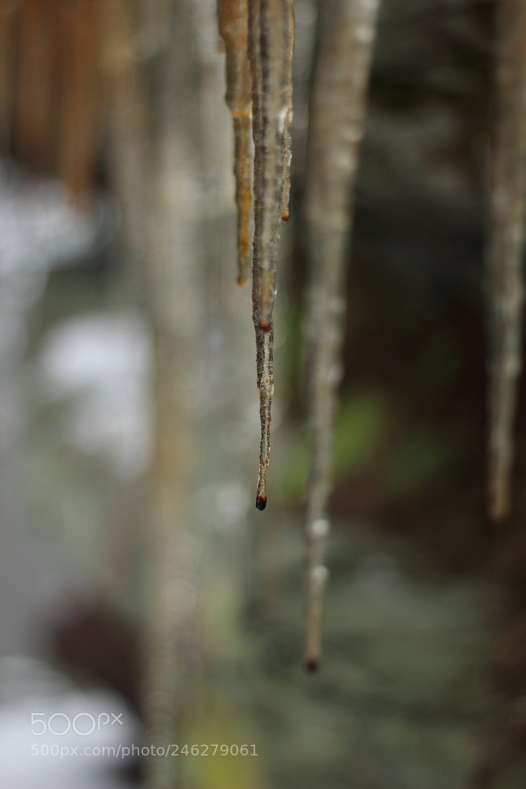 Canon EOS 550D (EOS Rebel T2i / EOS Kiss X4) + Canon EF 50mm F1.8 II sample photo. Icicles photography