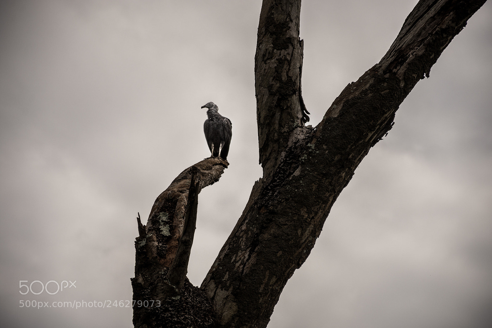 Nikon D7200 sample photo. Vulture photography