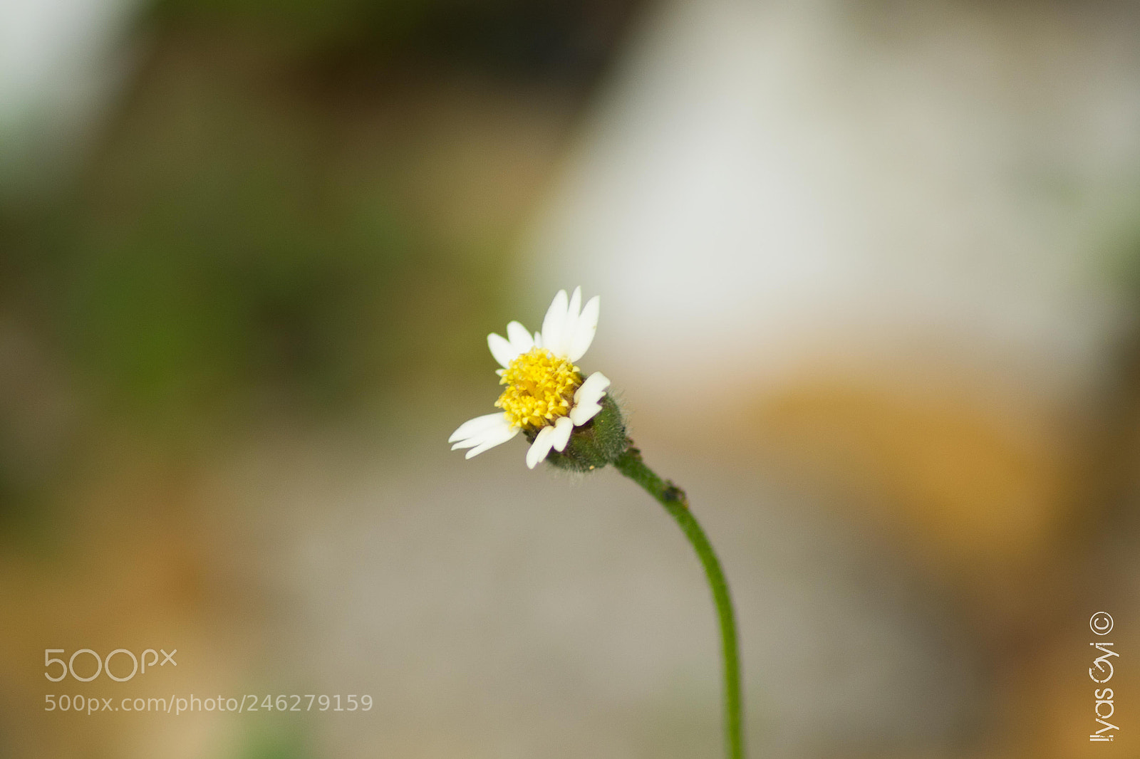 Nikon D3100 sample photo. Lonely flower photography