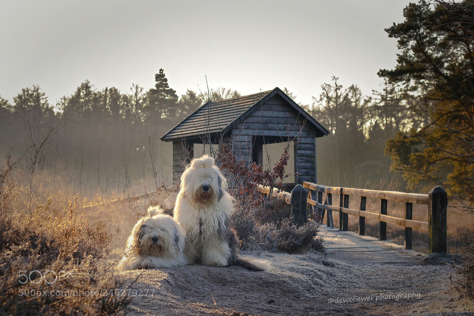 Canon EOS 7D Mark II sample photo. The little brigde photography