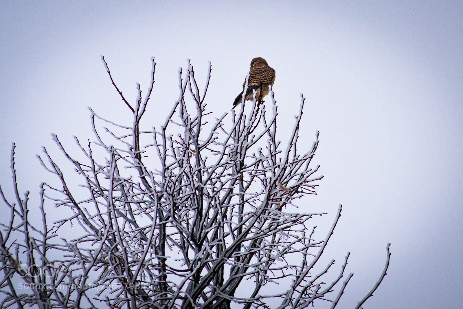 Sony ILCA-77M2 sample photo. Kestrel photography
