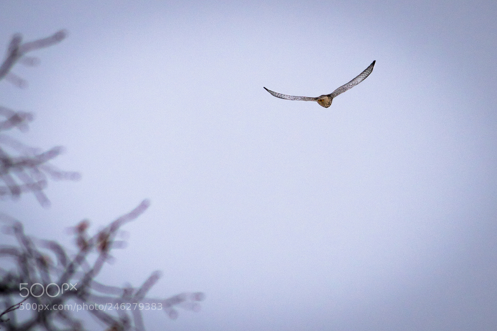 Sony ILCA-77M2 sample photo. Kestrel photography