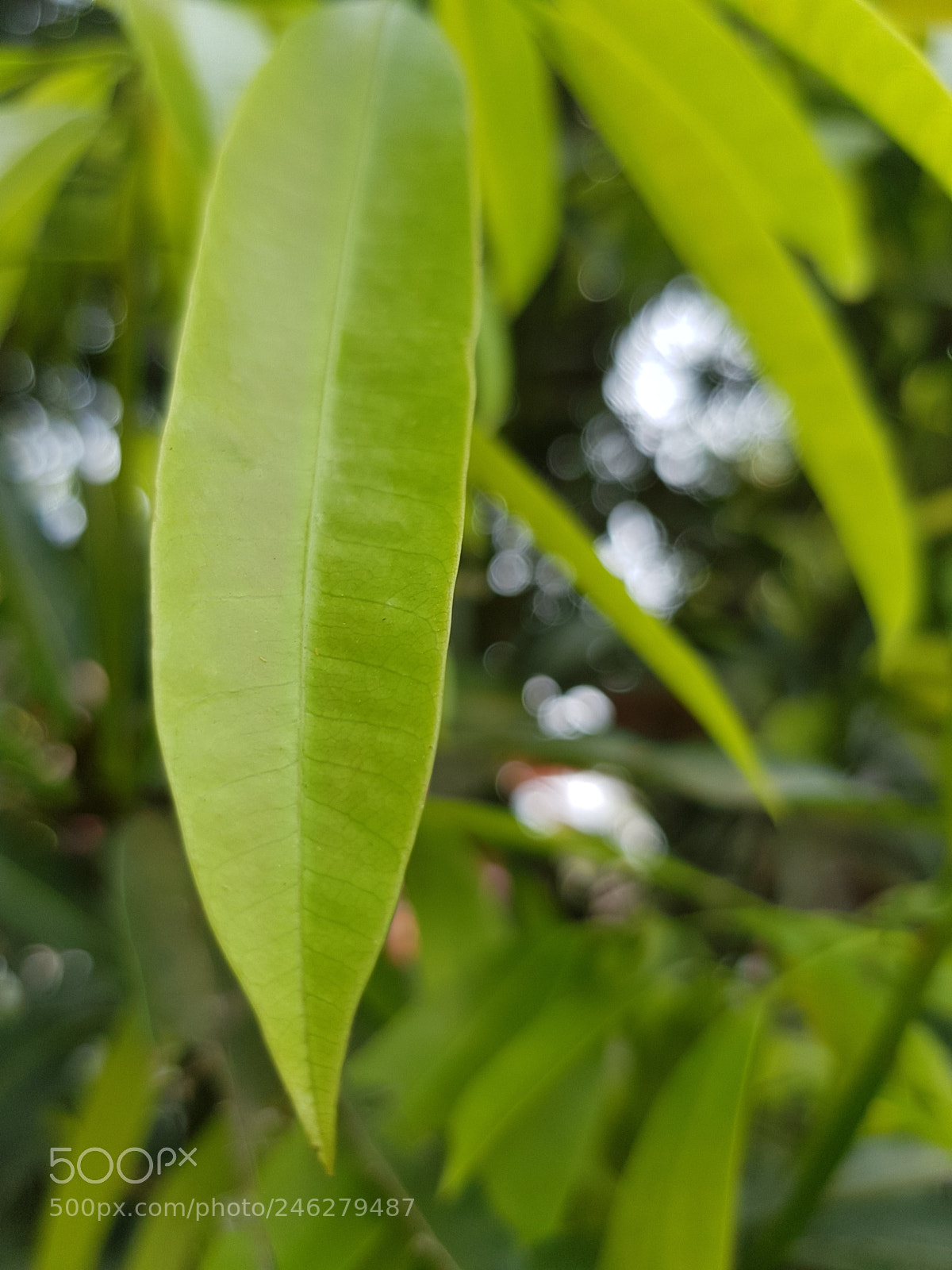 Samsung Galaxy S8 sample photo. Untitled photography