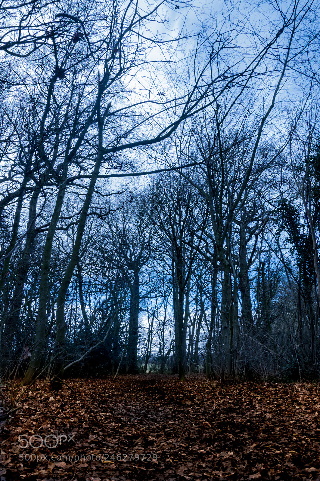 Nikon D5000 sample photo. Forest photography