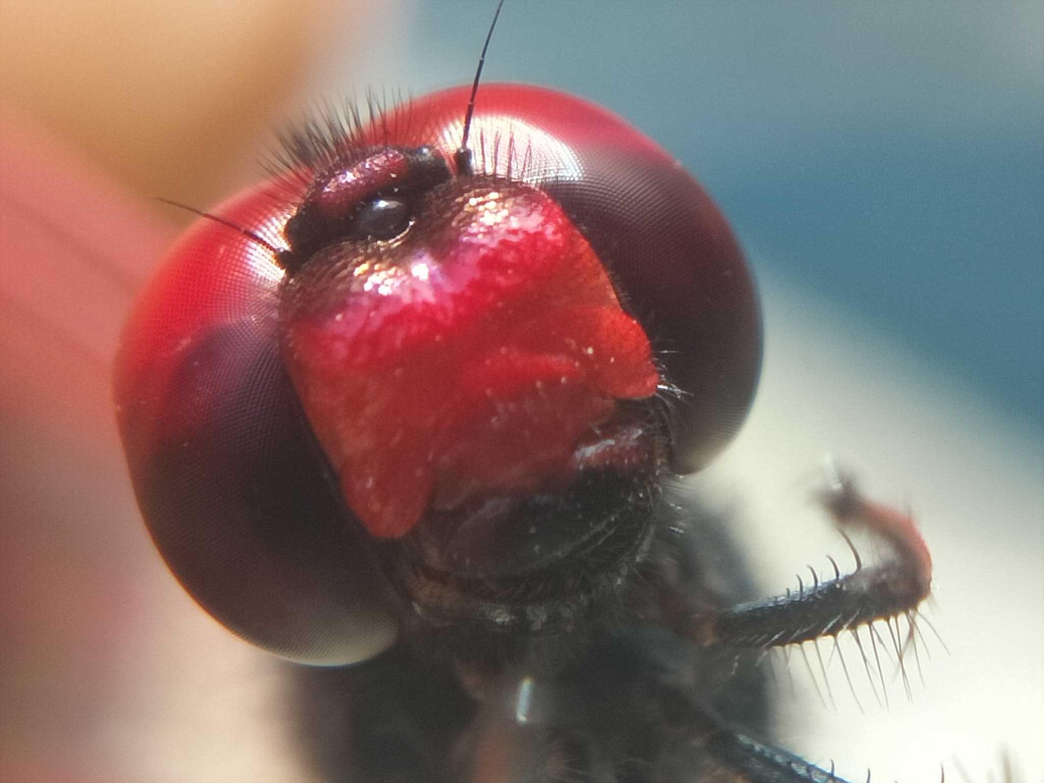 GIONEE F103 Pro sample photo