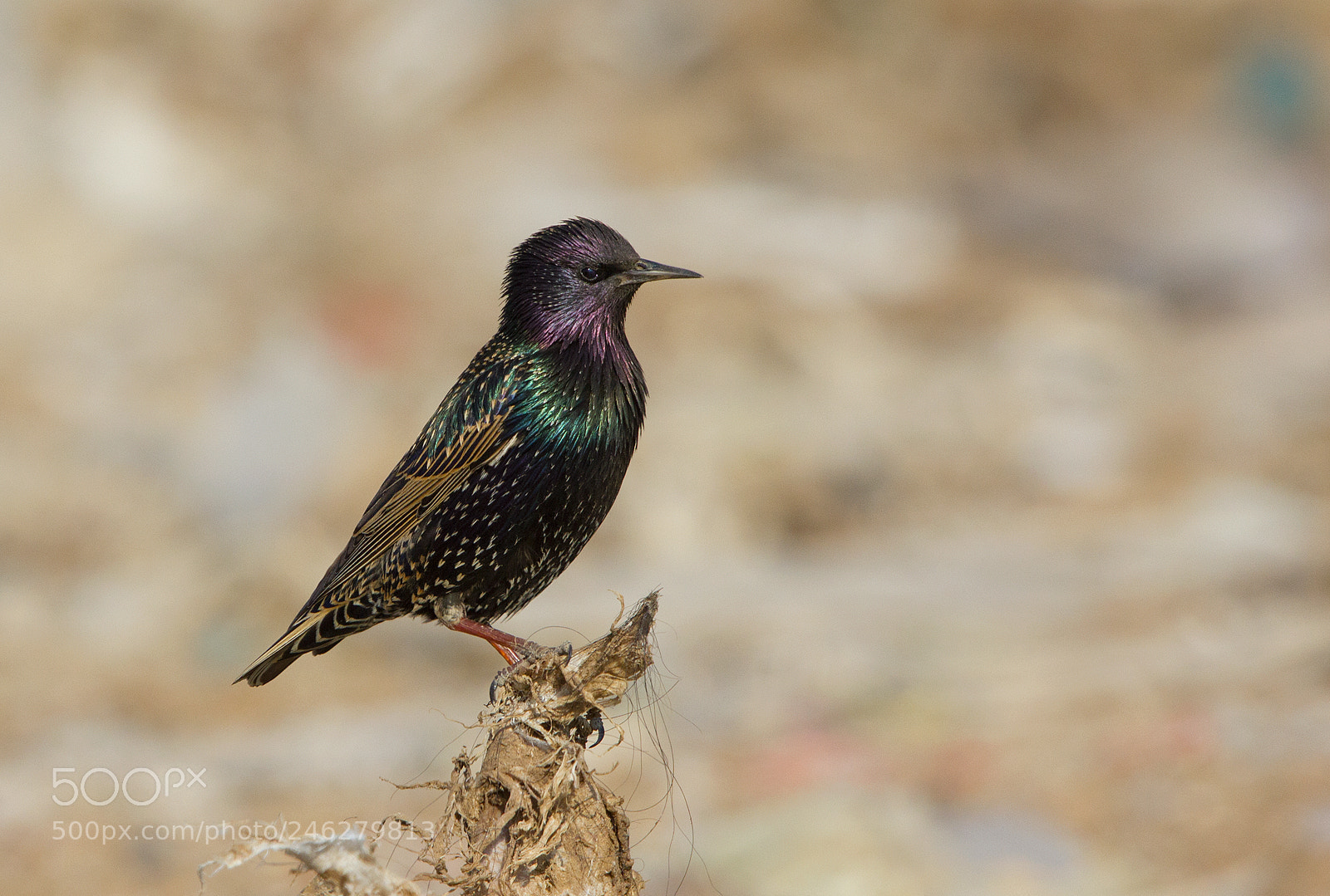 Canon EOS 550D (EOS Rebel T2i / EOS Kiss X4) sample photo. Common starling photography