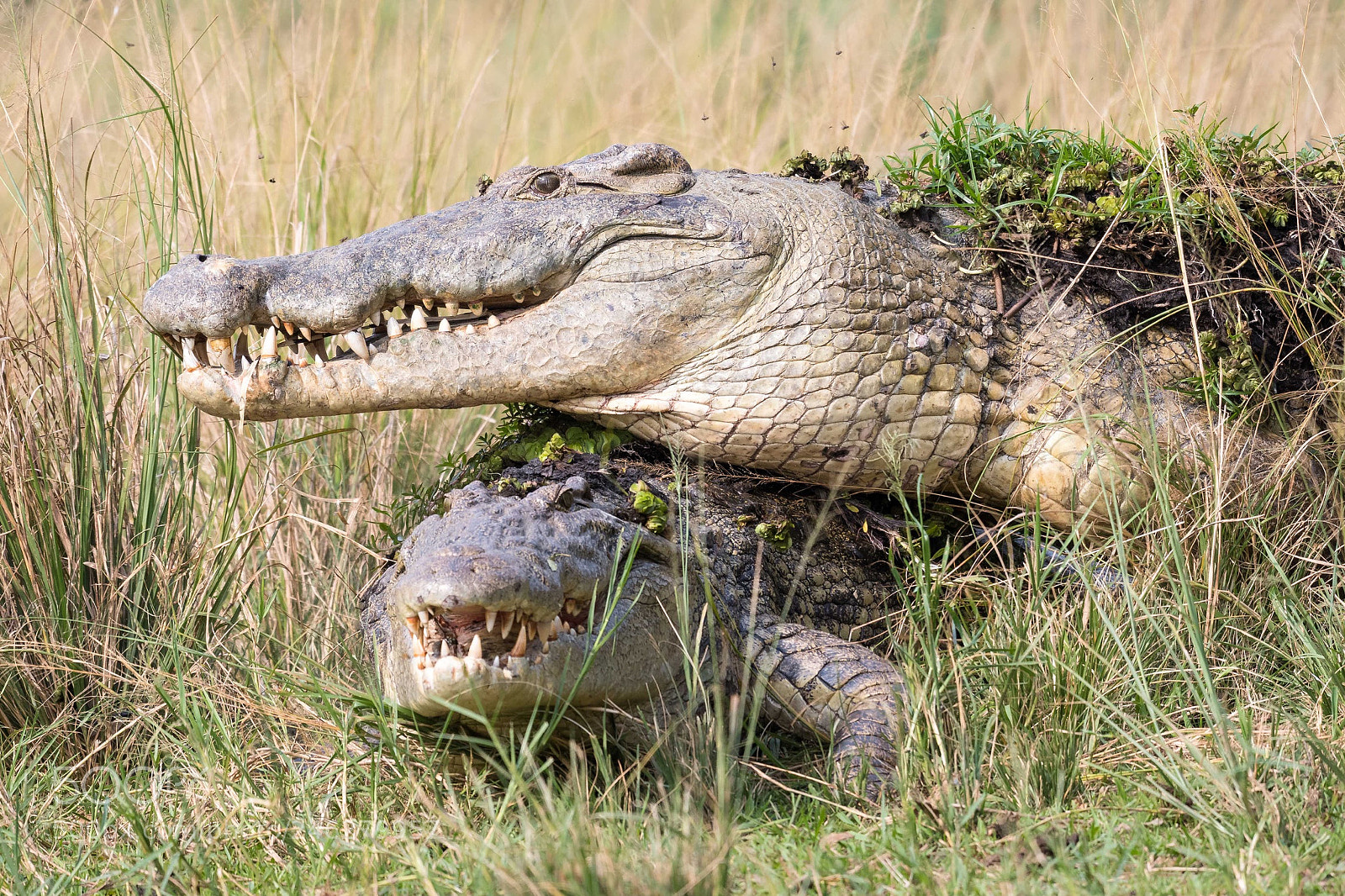 Nikon D500 sample photo. Crocs photography