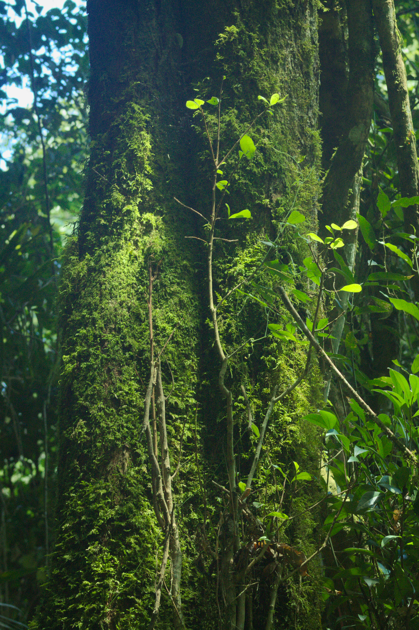 EF75-300mm f/4-5.6 sample photo. "green gold" photography