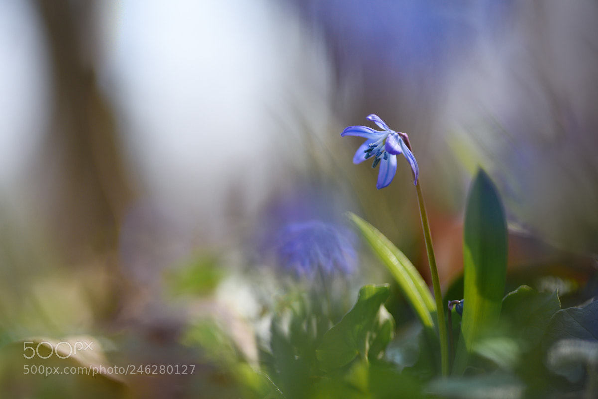 Nikon D810 sample photo. Observer photography