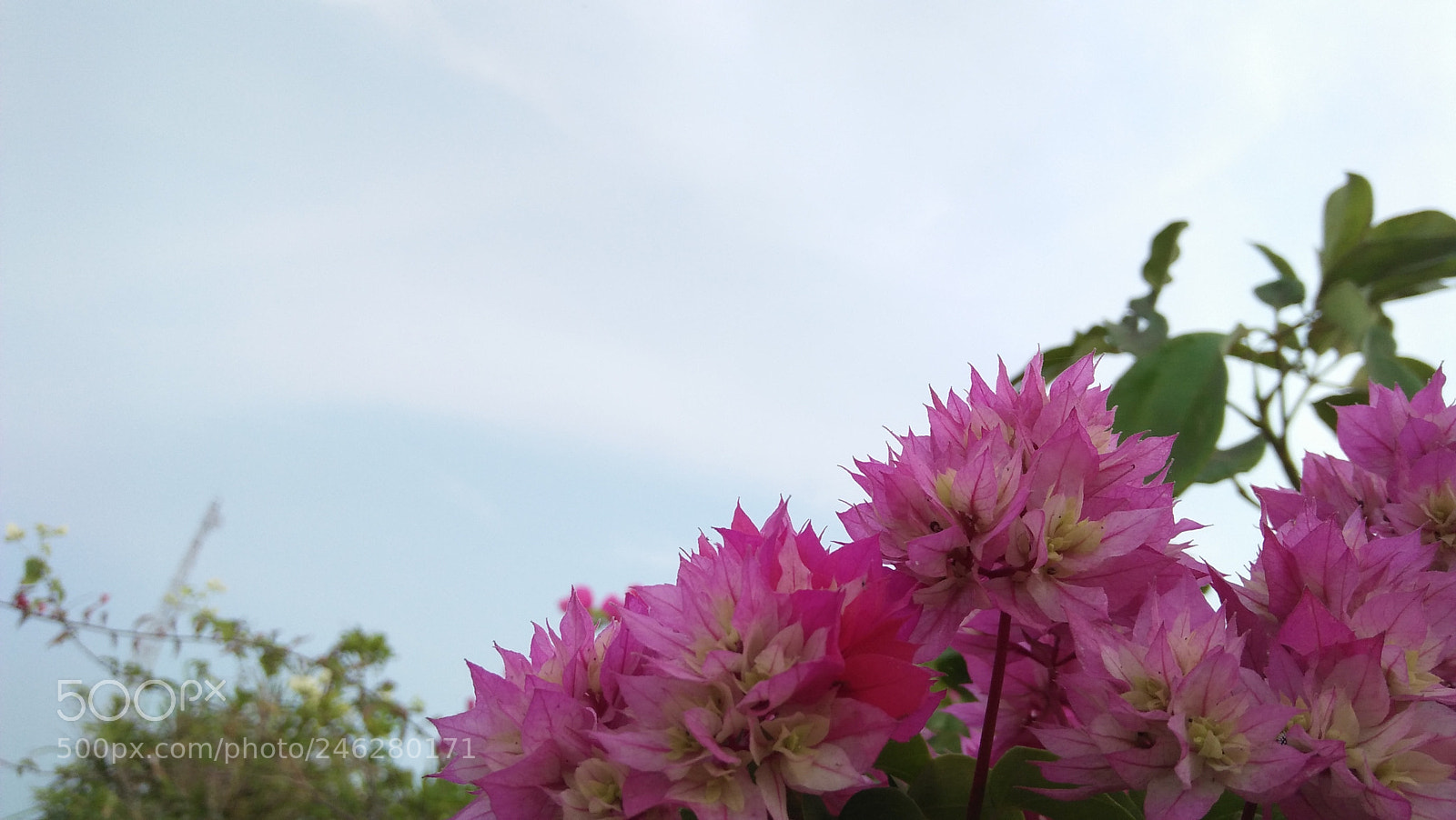 OPPO A37fw-International sample photo. Untitled photography