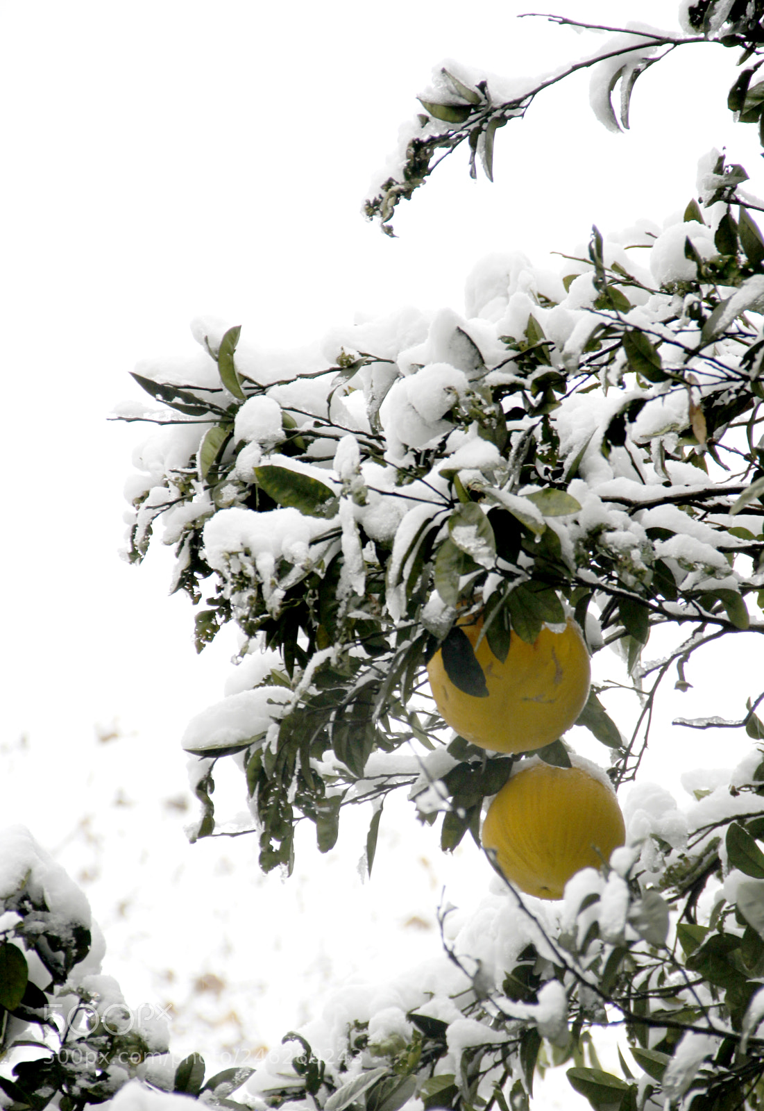 Canon EOS 7D sample photo. Snow scenery in west photography