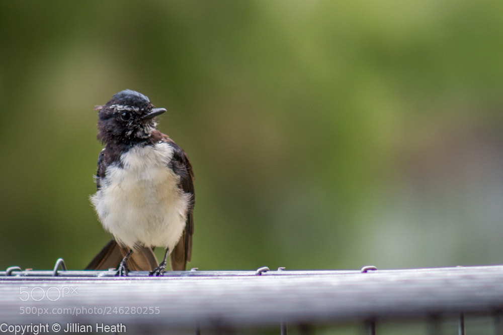 Canon EOS 700D (EOS Rebel T5i / EOS Kiss X7i) sample photo. Willie wagtail photography