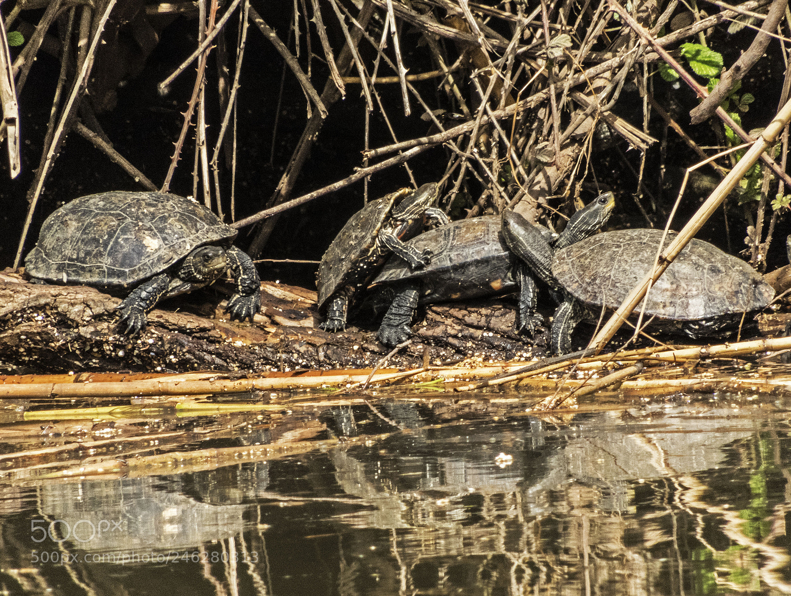 Nikon Coolpix B700 sample photo. Turtles. photography