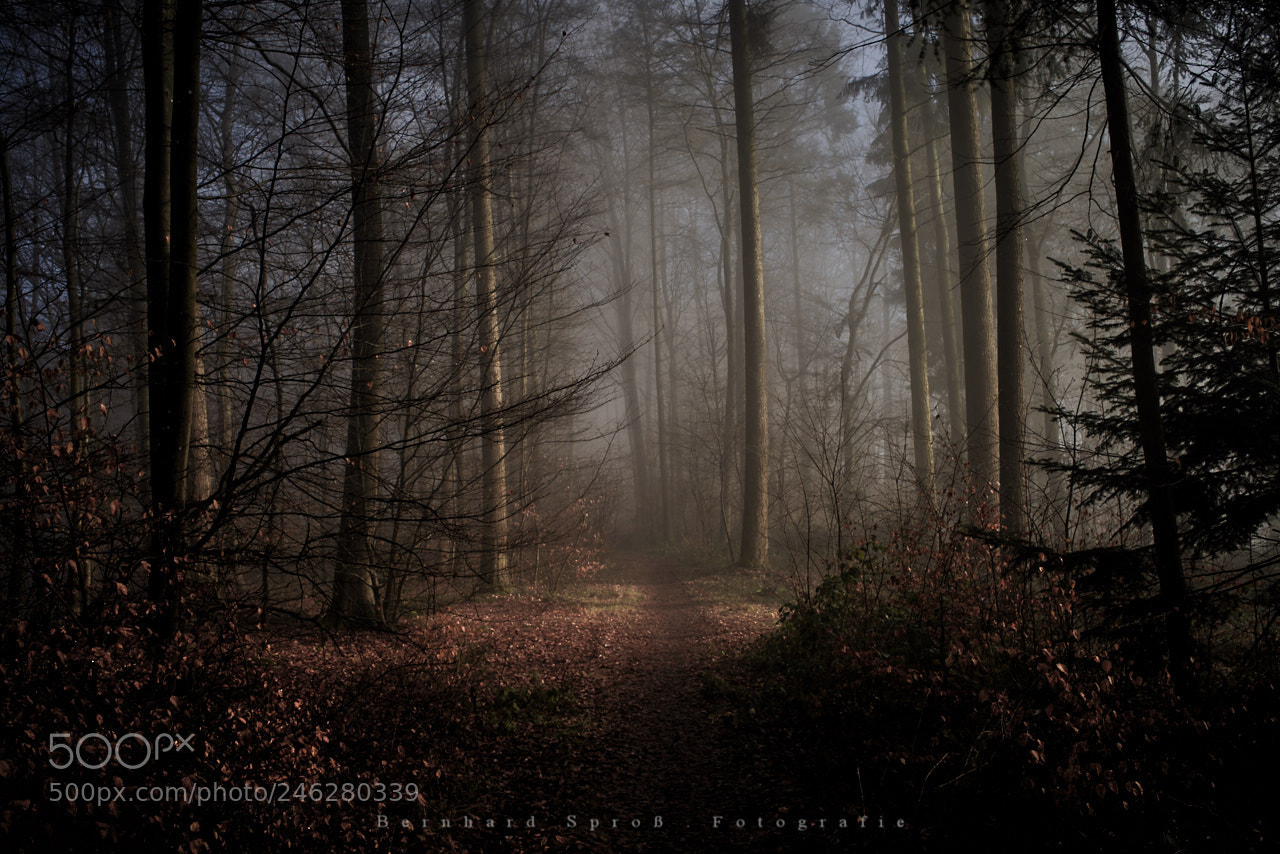 Nikon D610 sample photo. Kamm weisshauswald photography