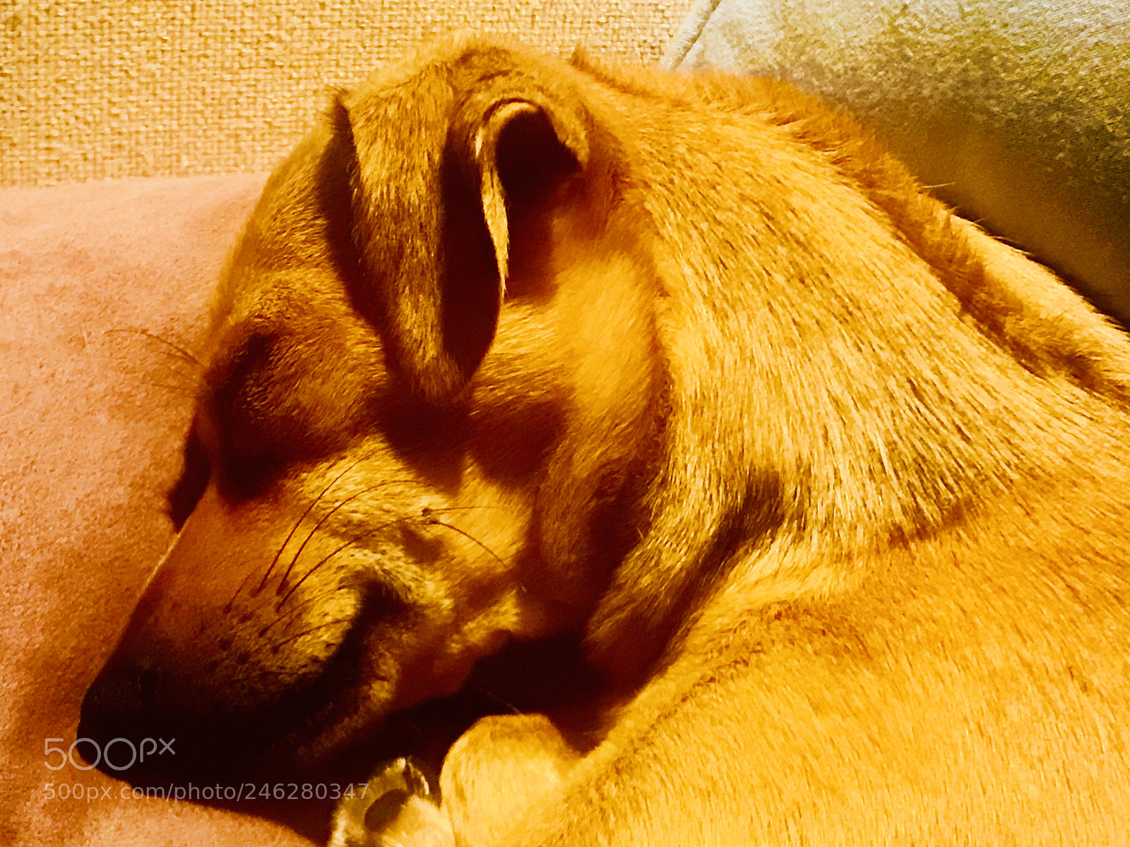 Apple iPhone 7 Plus sample photo. Sleeping photography