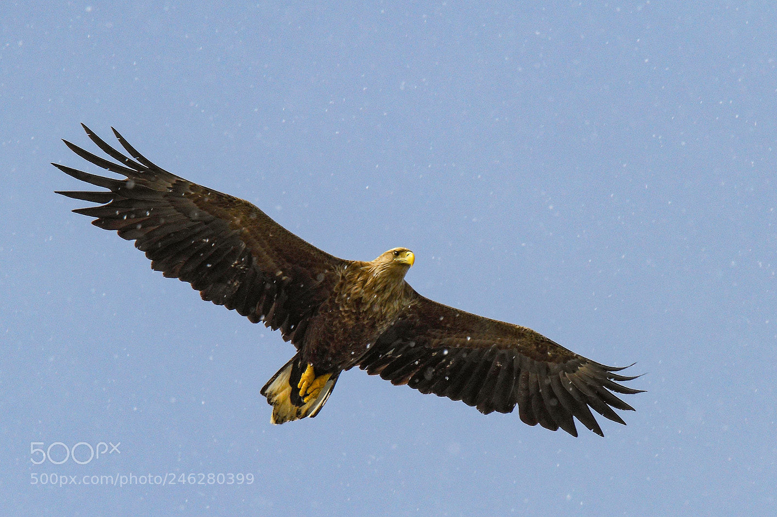 Canon EOS 7D sample photo. White tailed eagle haliaeetus photography