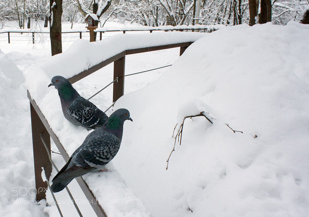Sony Alpha NEX-3 sample photo. Pigeon photography
