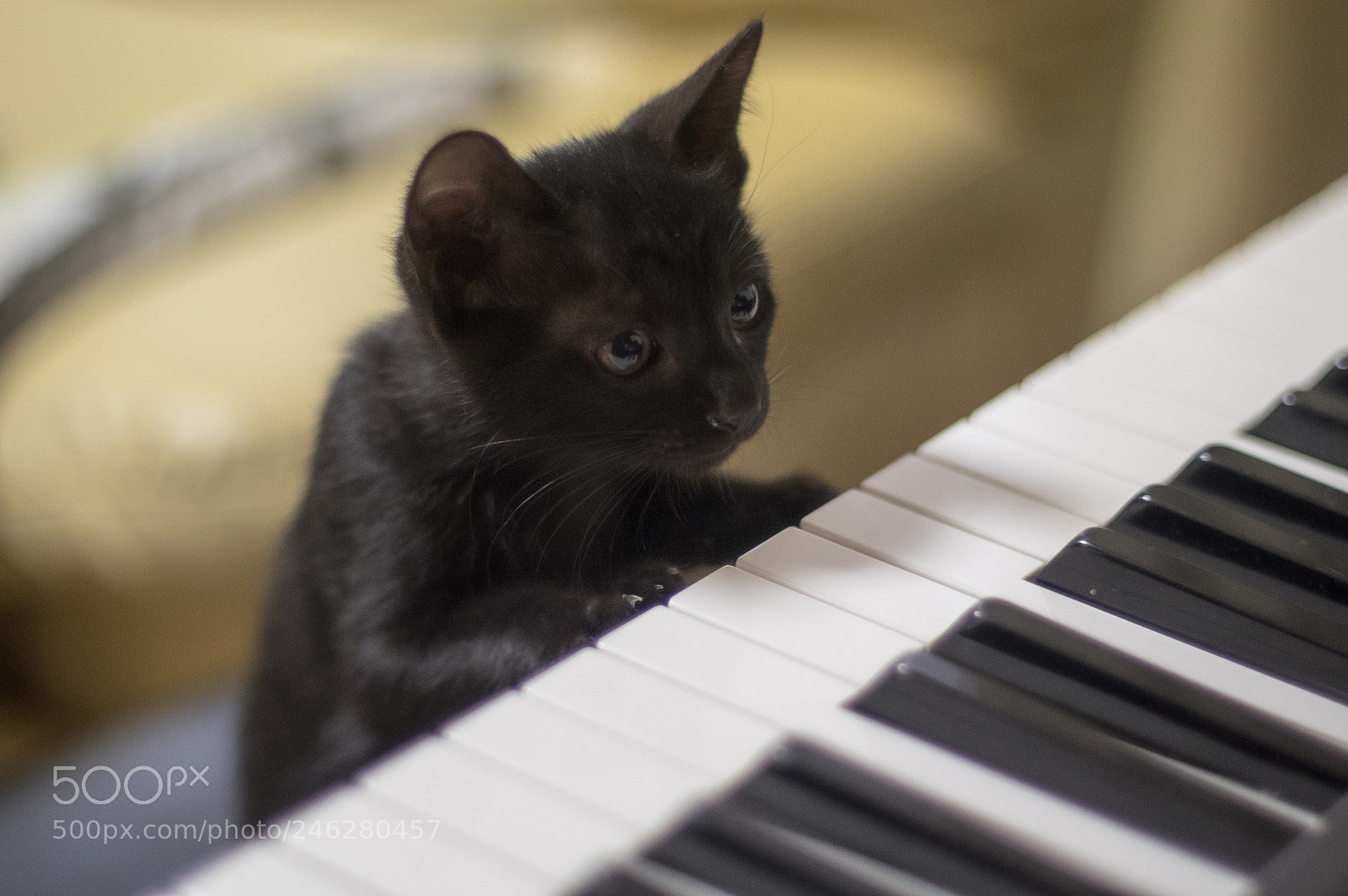Pentax K-3 II sample photo. Let's sing at this photography
