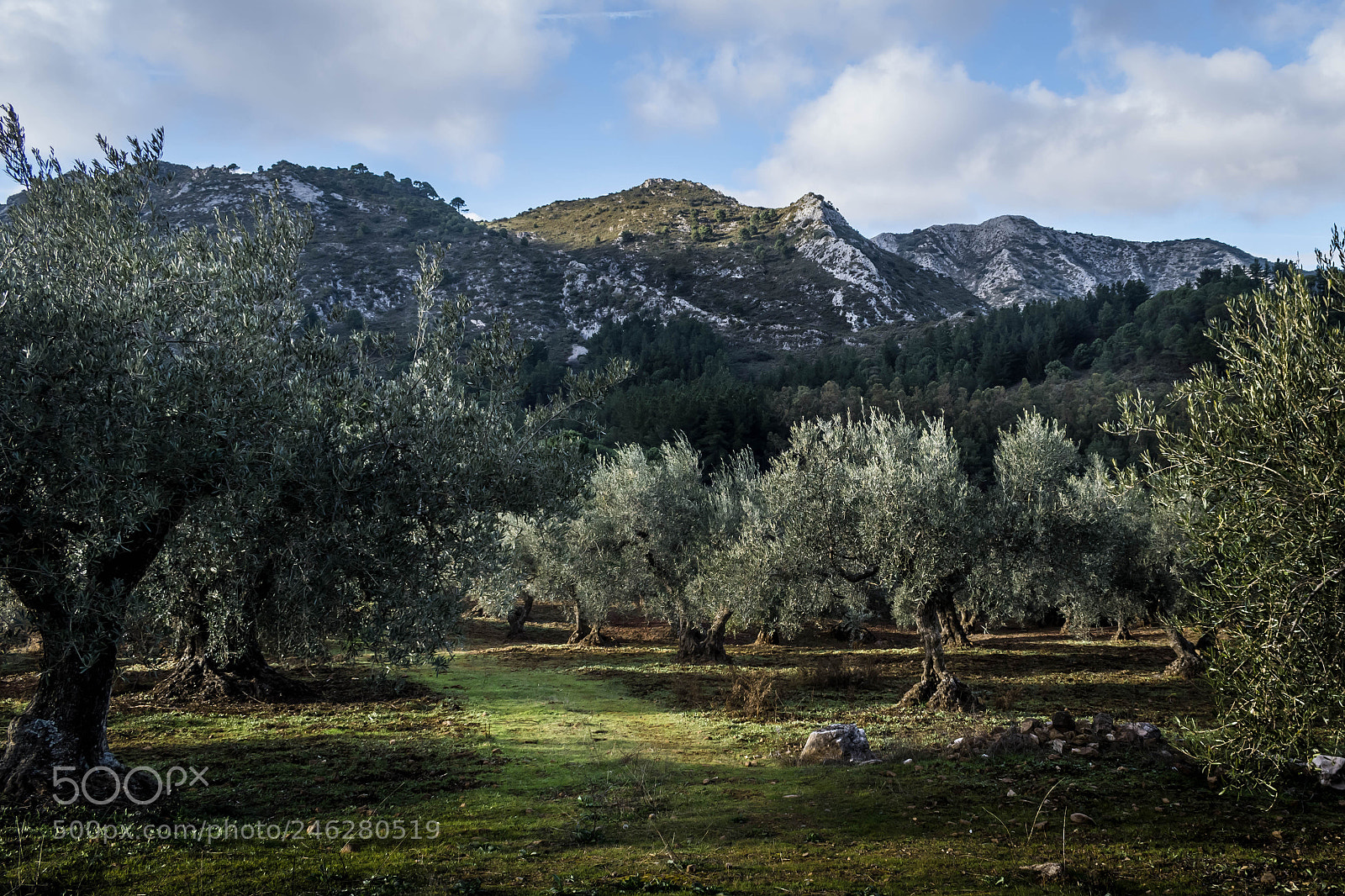Nikon D500 sample photo. Path among olive trees photography