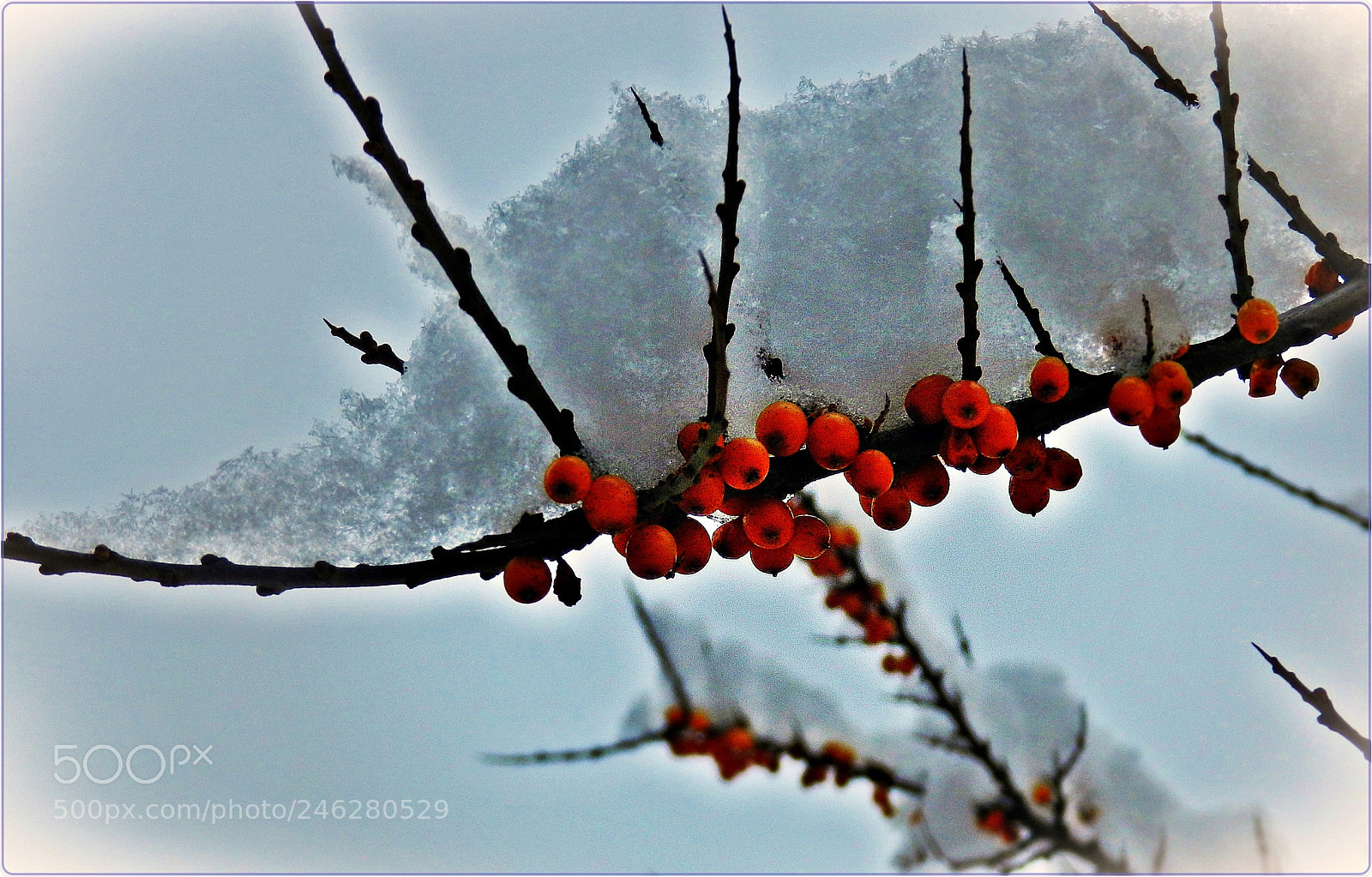 Nikon Coolpix P500 sample photo. Berries and snow in photography