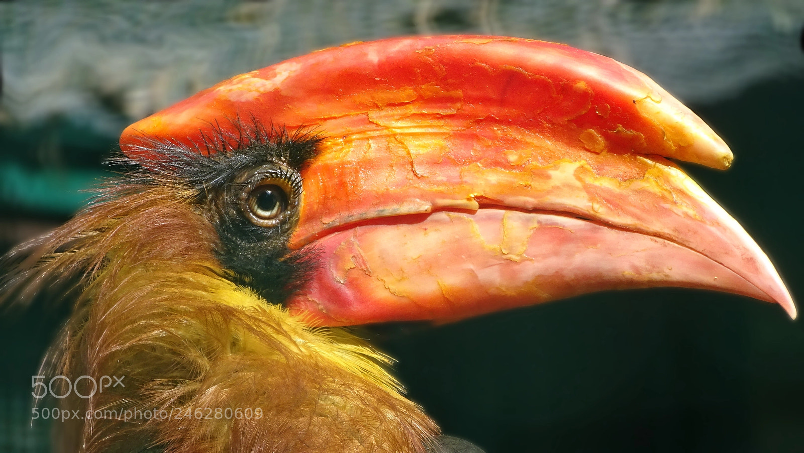 Sony Cyber-shot DSC-HX350 sample photo. Feuerhornvogel photography