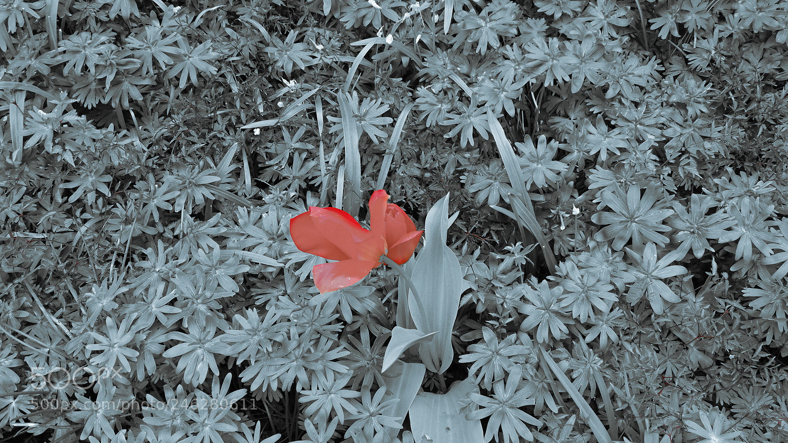 Sony Cyber-shot DSC-HX350 sample photo. Rose photography