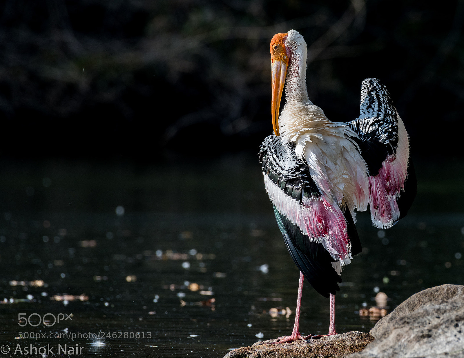 Nikon D850 sample photo. Painted stork photography