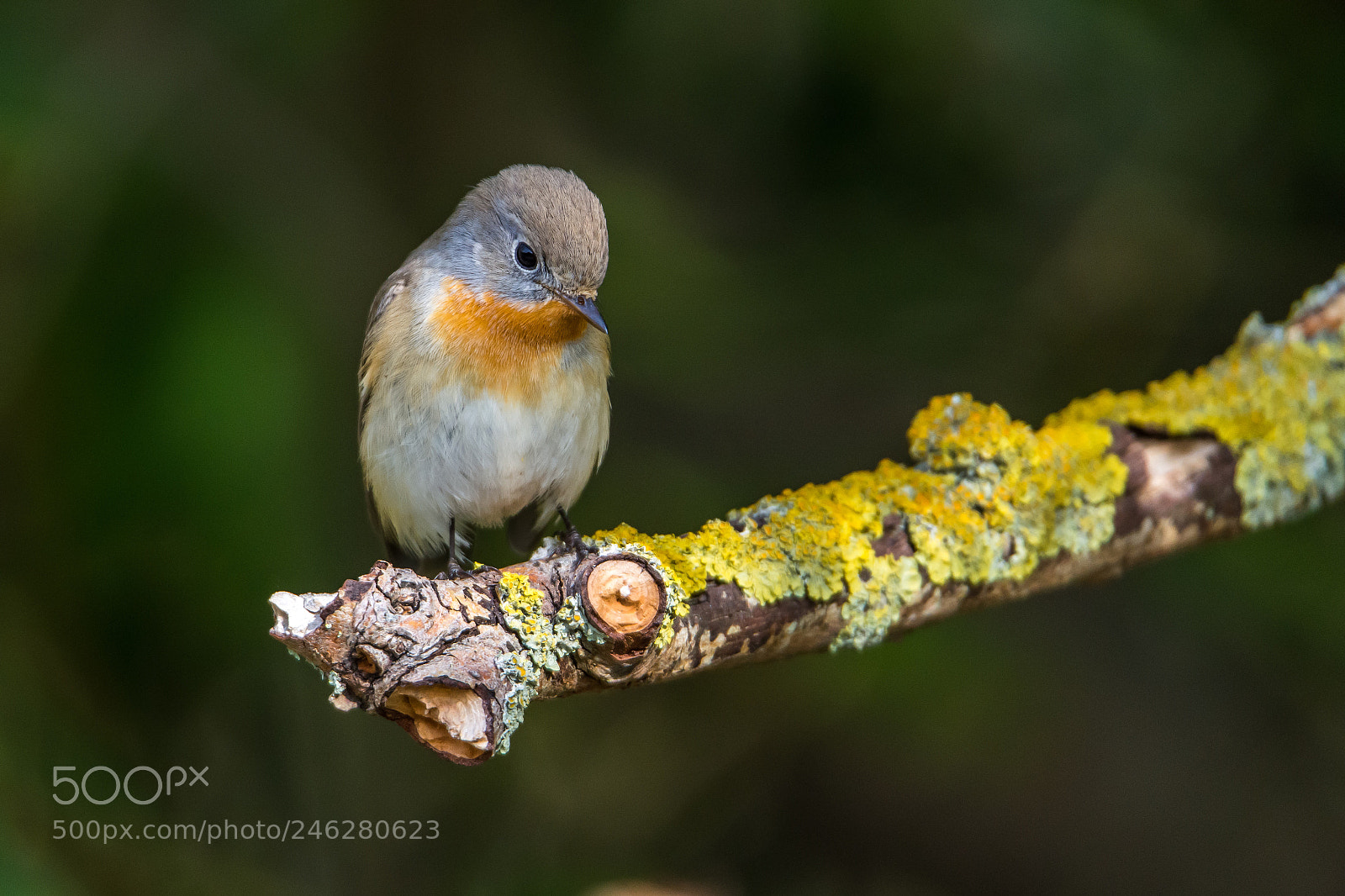 Nikon D7200 sample photo. Small flycatcher photography