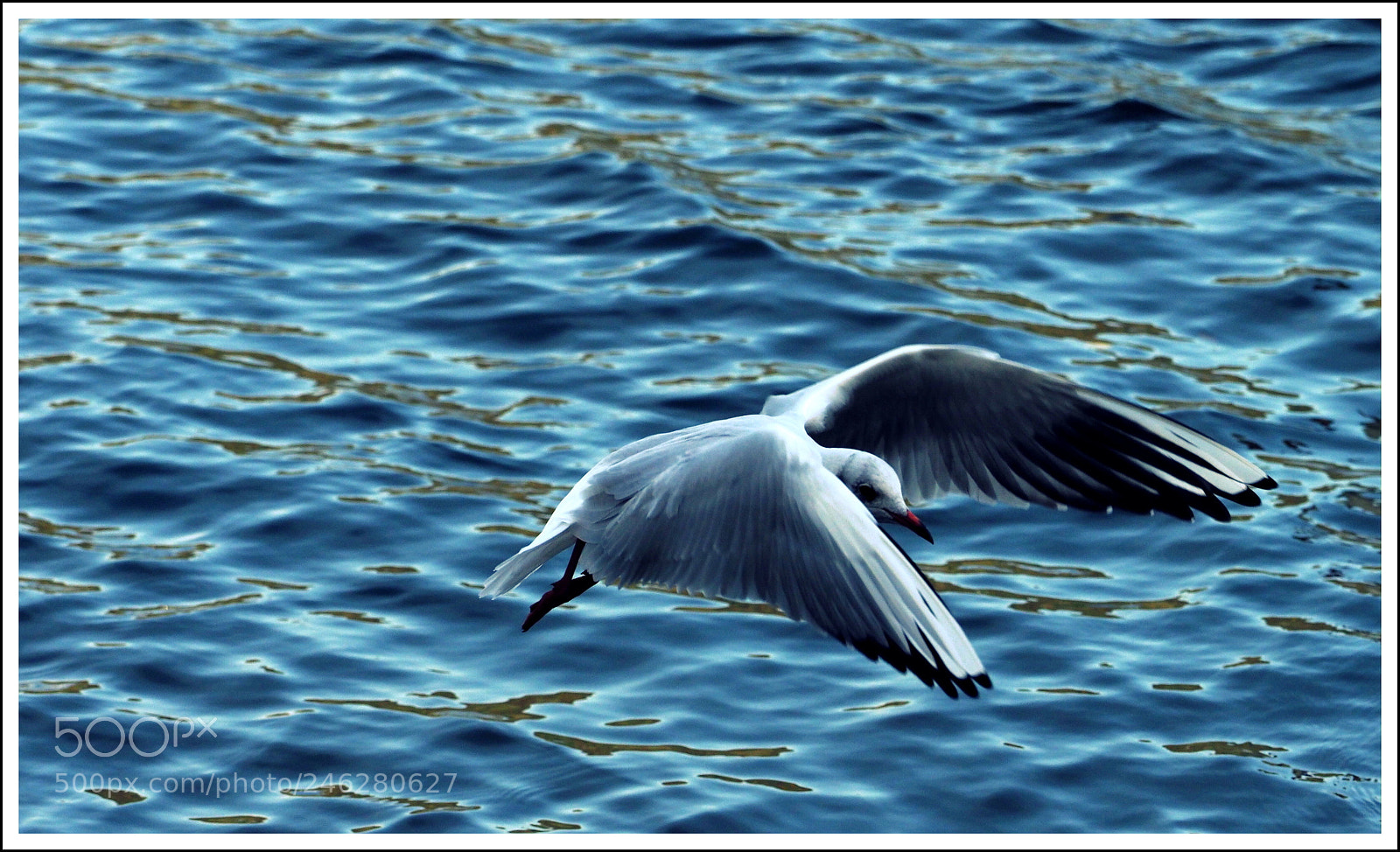 Olympus OM-D E-M1 Mark II sample photo. V o l l photography
