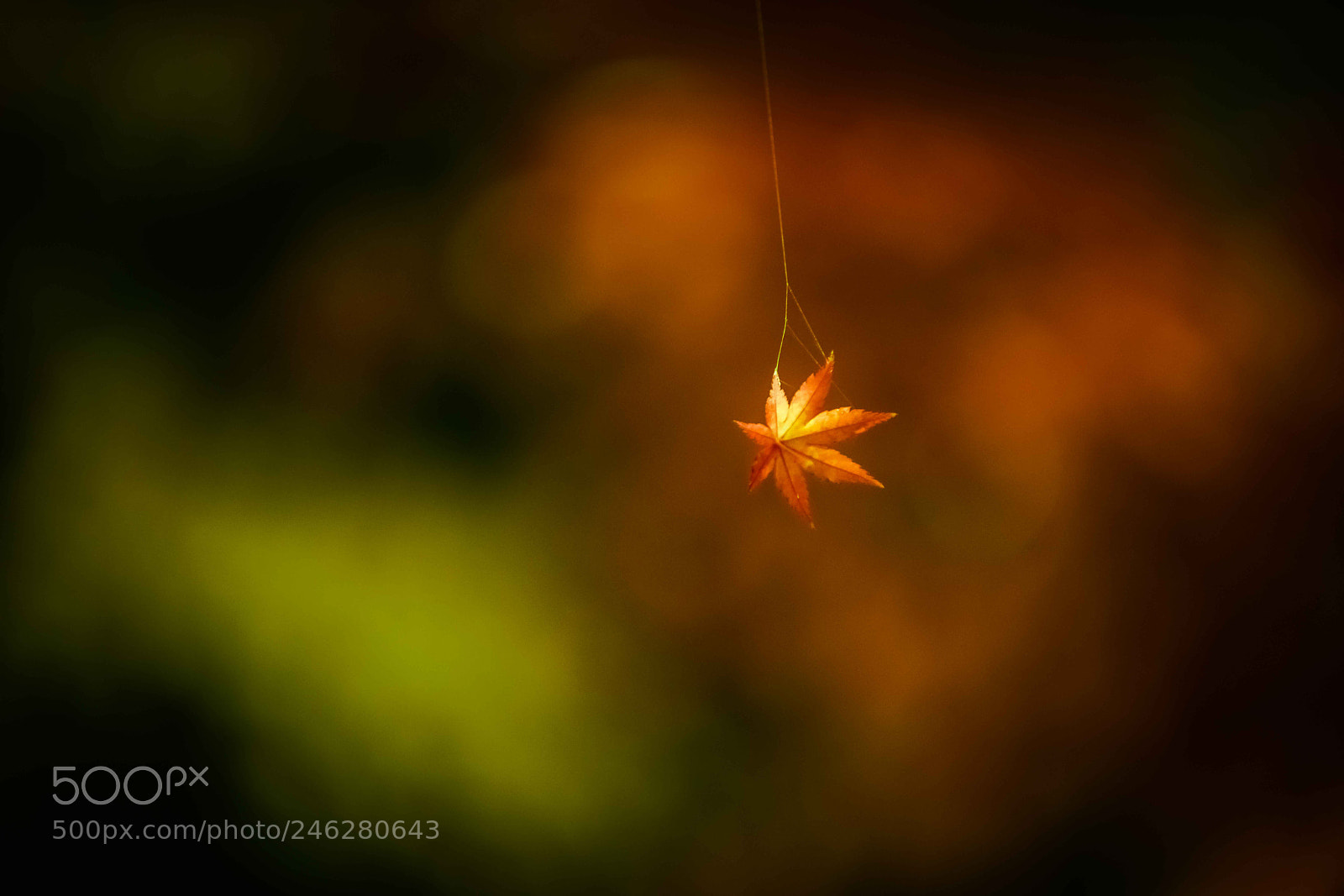 Sony a7R II sample photo. Little twinkle photography