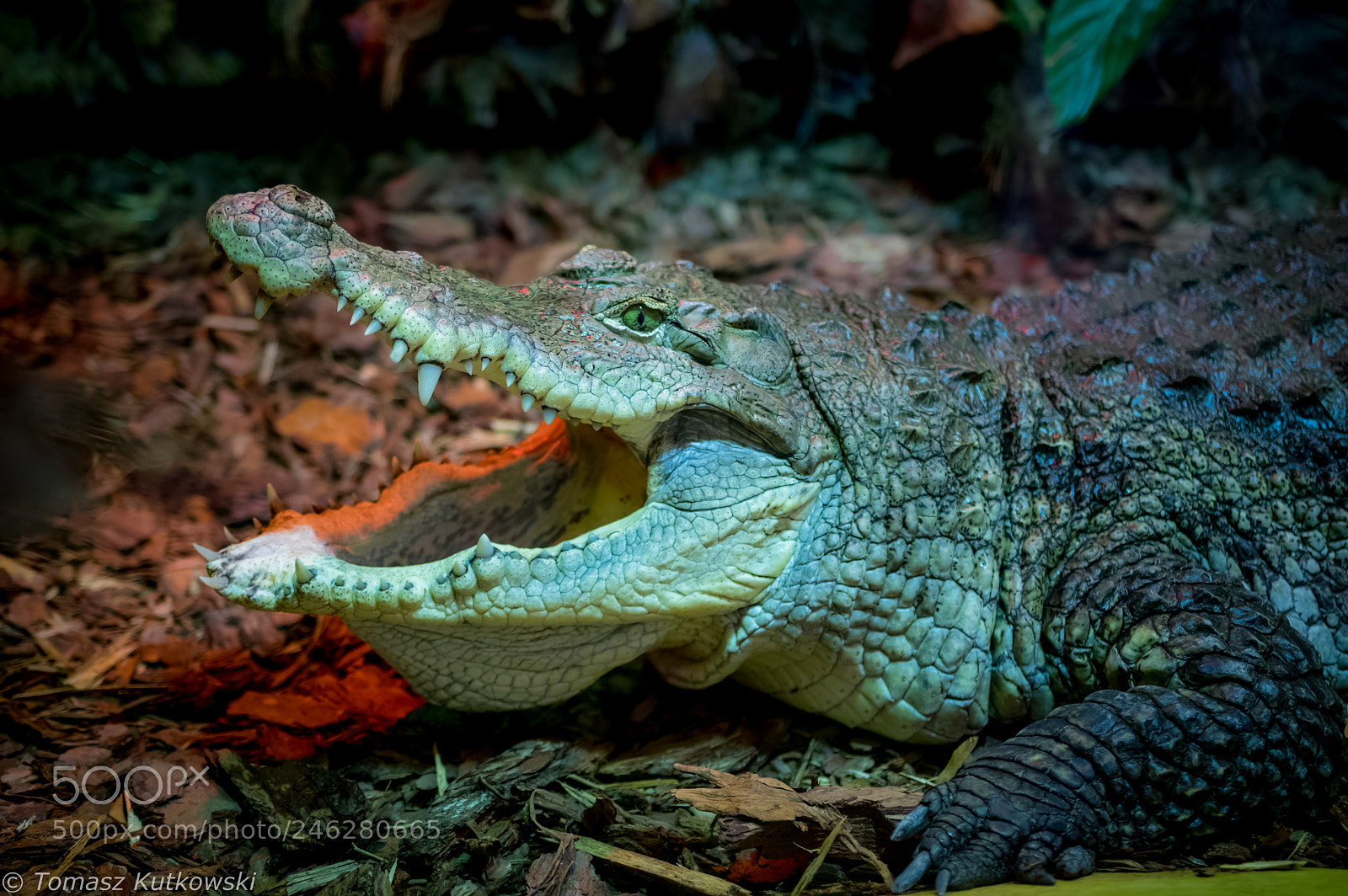 Pentax K-3 sample photo. Crocodile photography