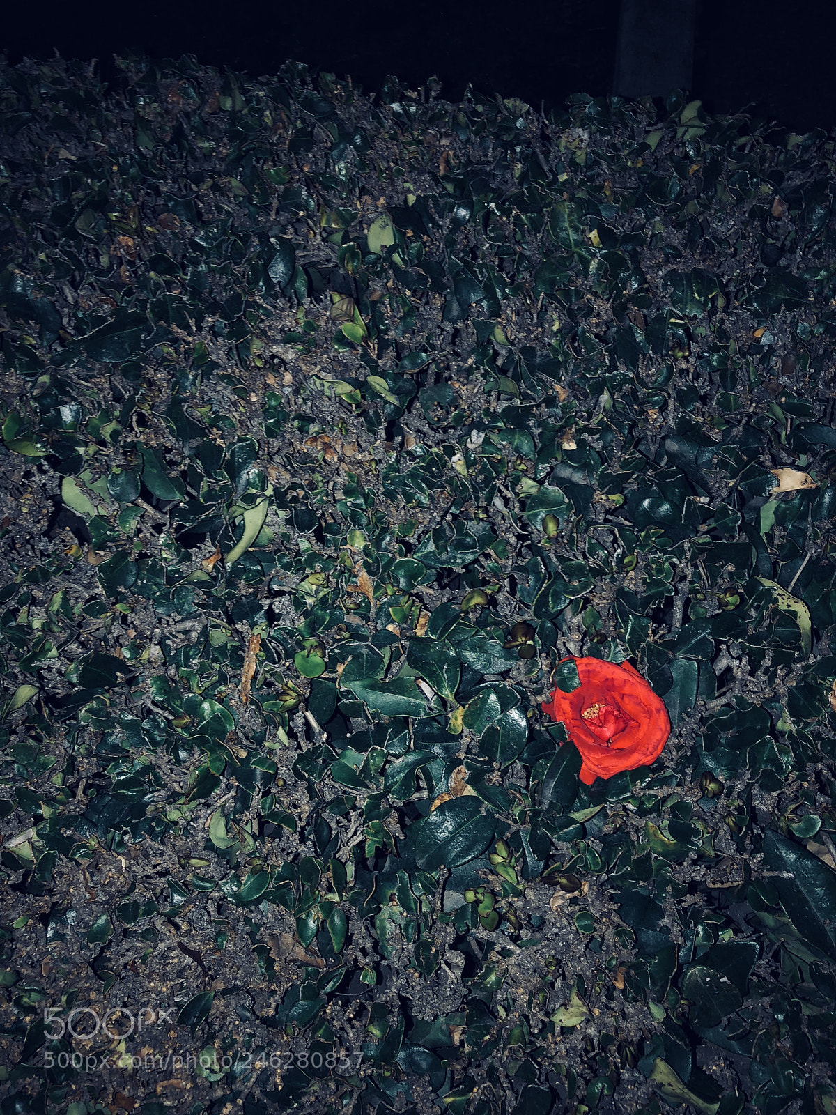 Apple iPhone 8 sample photo. Untitled photography