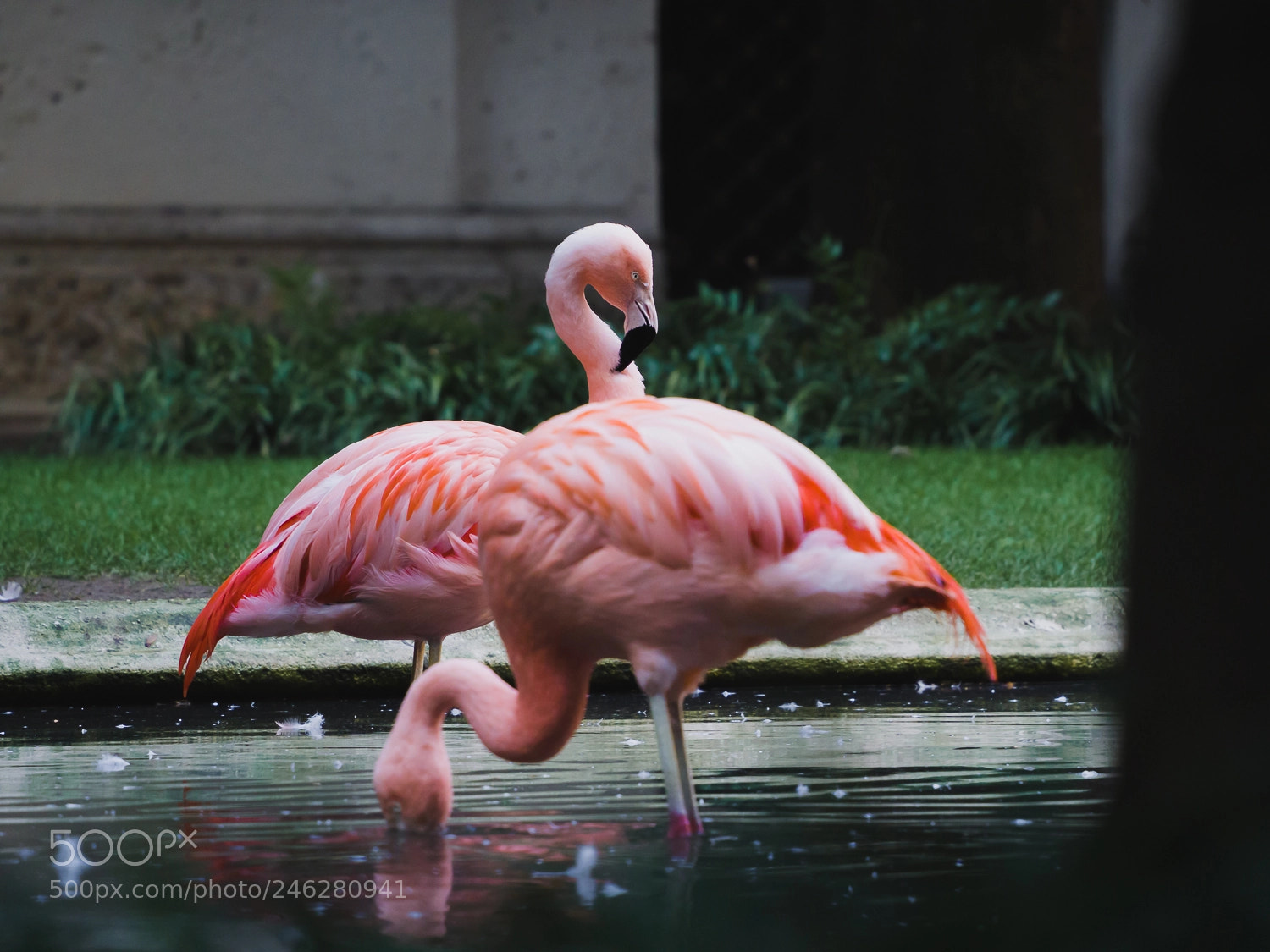 Olympus OM-D E-M10 II sample photo. Flamingos in the city photography