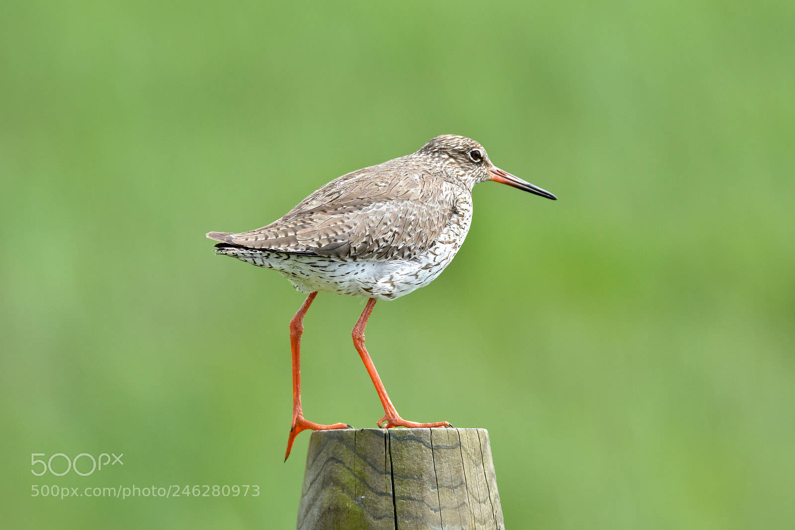 Nikon D7200 sample photo. Redshank photography