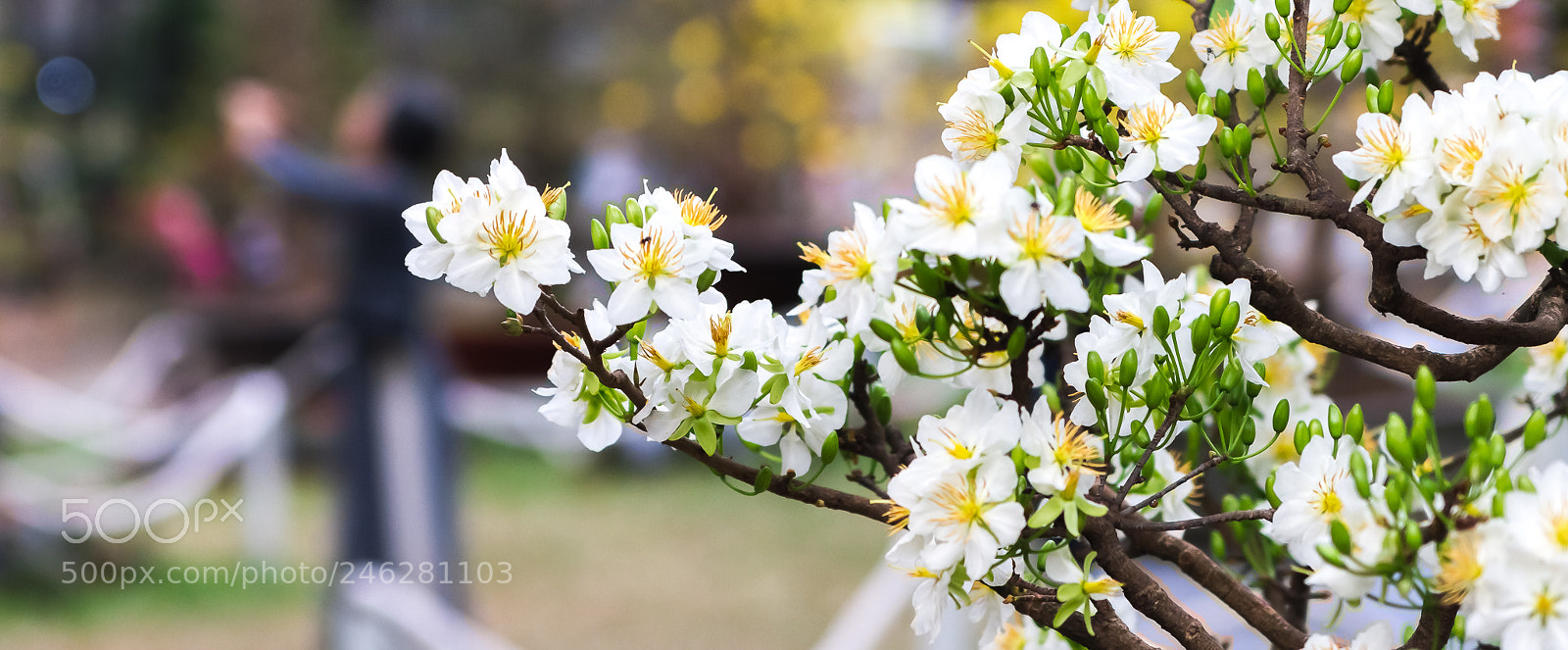 Canon EOS 7D sample photo. Mai trang photography