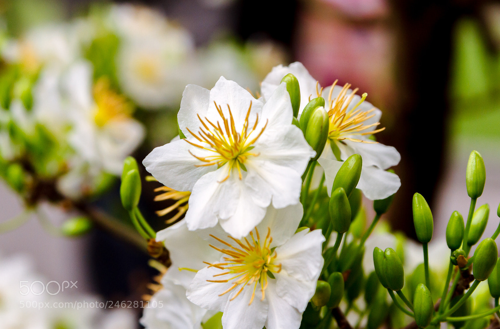 Canon EOS 7D sample photo. Mai trang photography