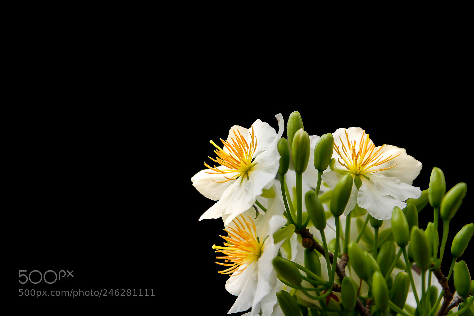 Canon EOS 7D sample photo. Mai trang photography