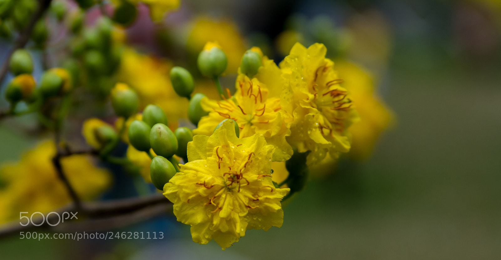 Canon EOS 7D sample photo. Mai photography