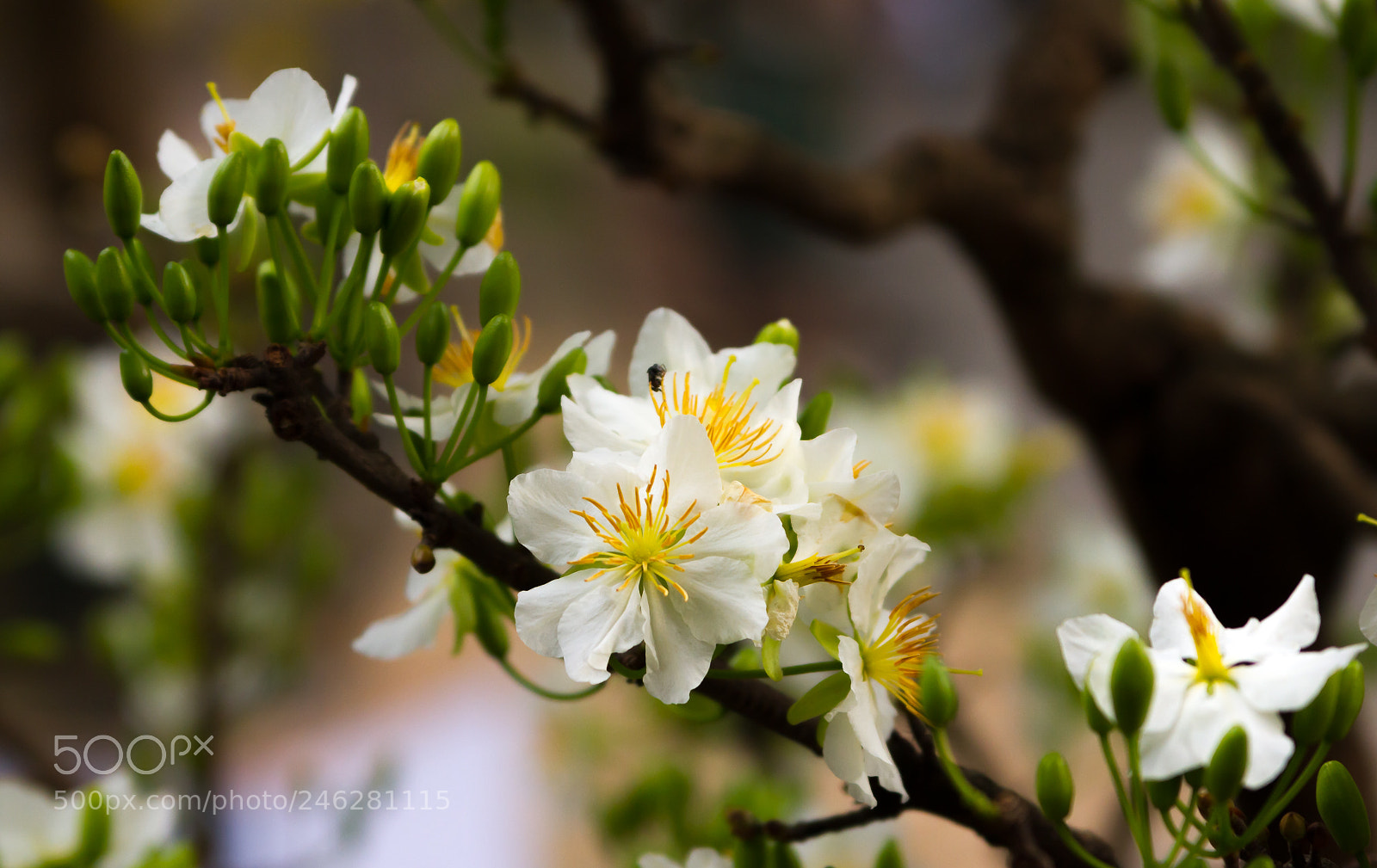Canon EOS 7D sample photo. Mai photography
