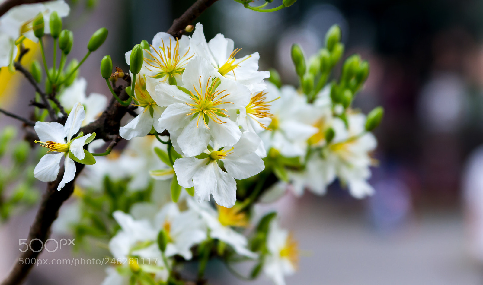 Canon EOS 7D sample photo. Mai photography