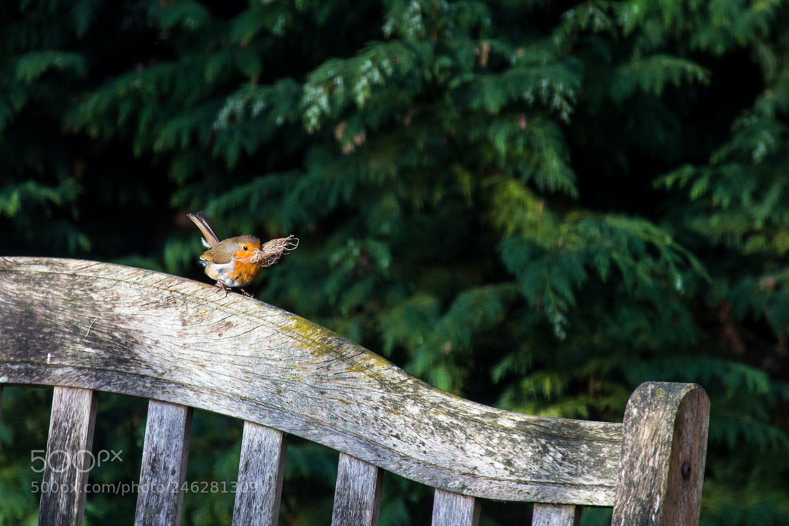 Canon EOS-1D X sample photo. Nest building photography