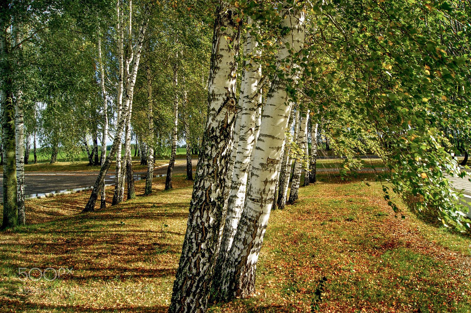 Sony Alpha DSLR-A290 sample photo. Birches photography