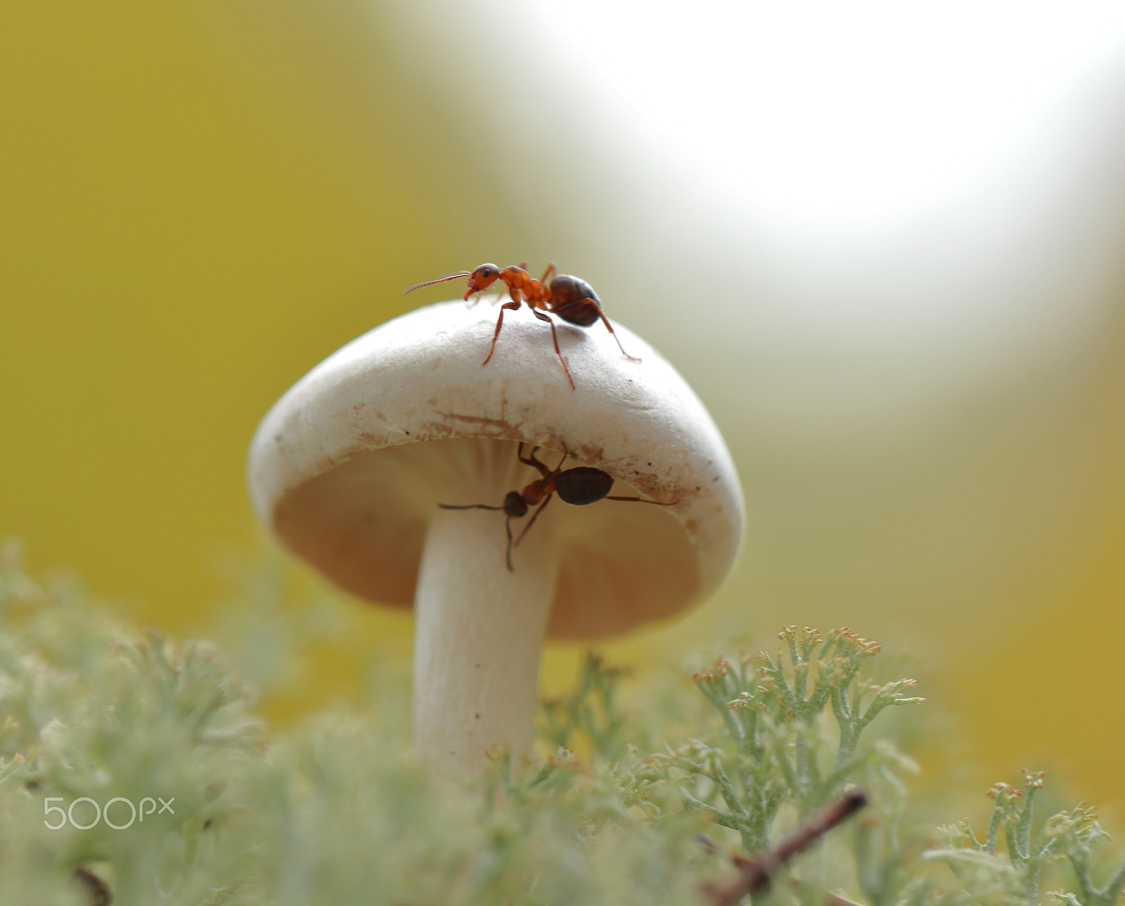 Canon EF 100mm F2.8L Macro IS USM sample photo. Game of hide! photography