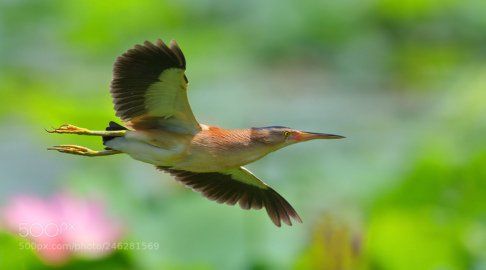 Canon EOS-1D X sample photo. In the summer photography
