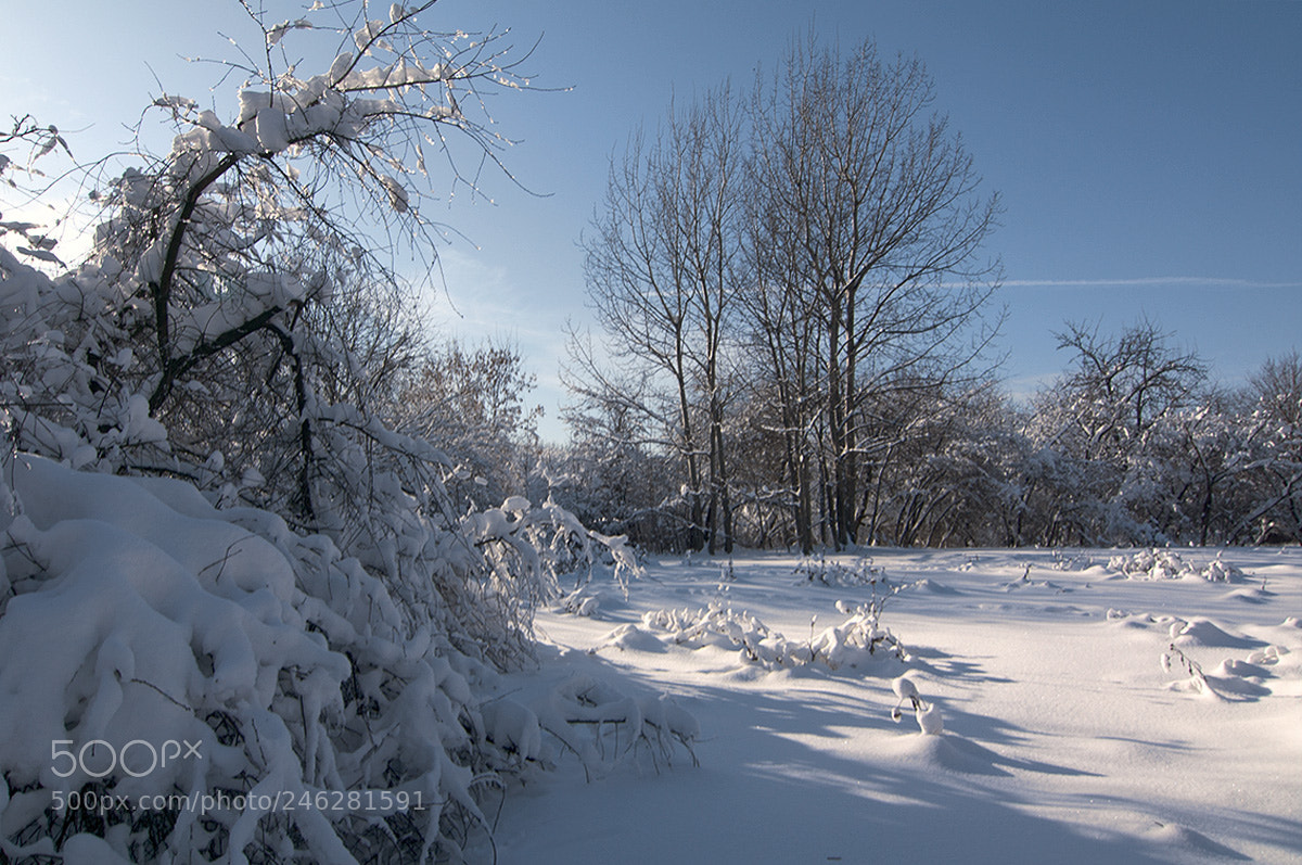 Pentax K-7 sample photo. Sun day. photography