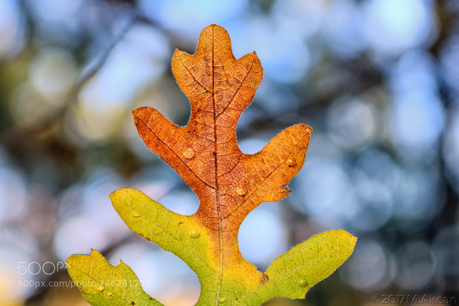 Canon EOS 760D (EOS Rebel T6s / EOS 8000D) sample photo. Oak leaf photography