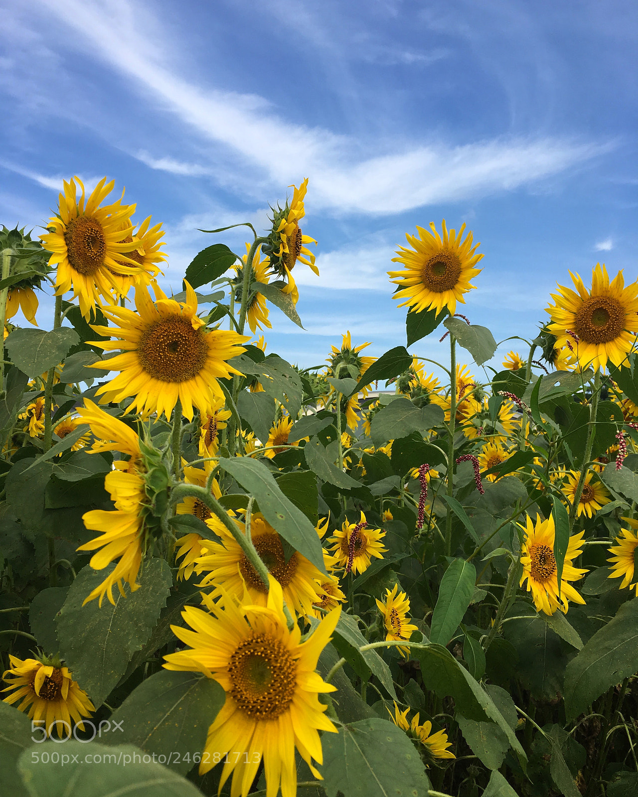Apple iPhone 6s sample photo. Sunflower  photography