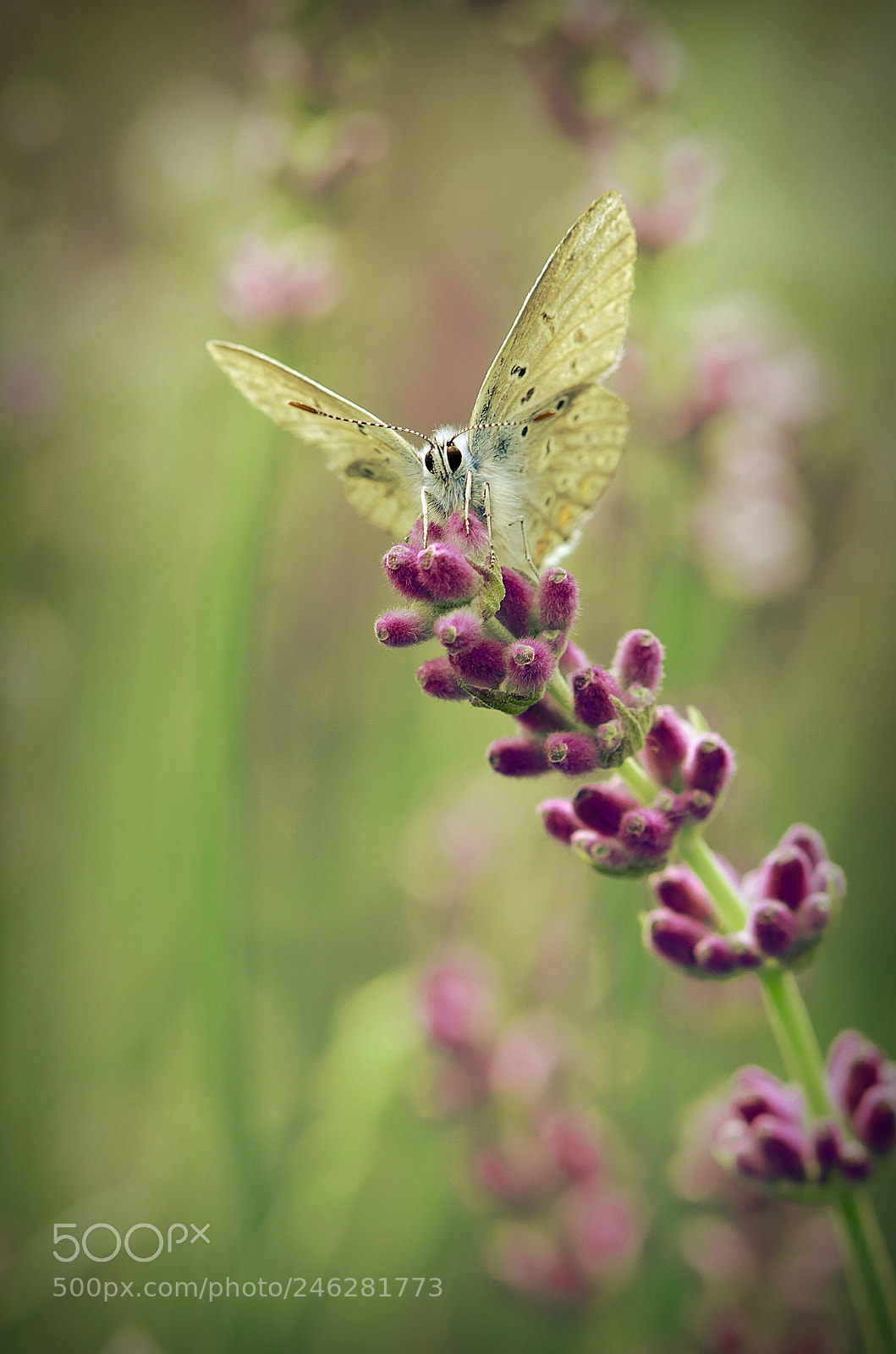 Nikon D5100 sample photo. Lawendowy.... photography