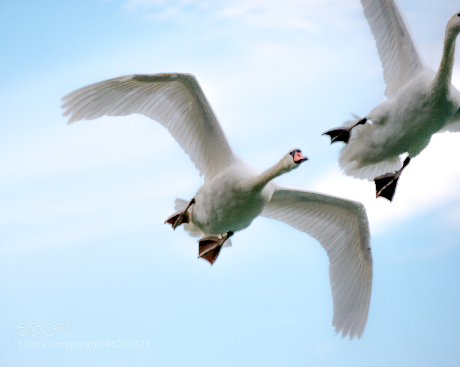 Panasonic DMC-G70 sample photo. Flying swans photography