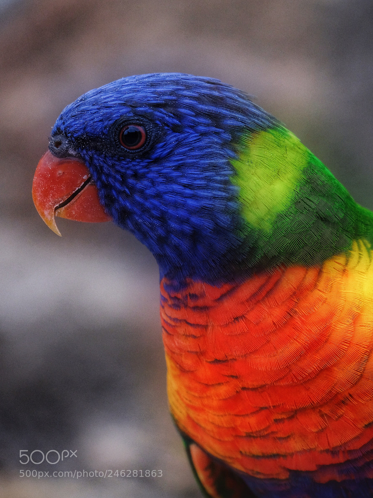 Fujifilm X-T20 sample photo. A rainbow lorikeet photography